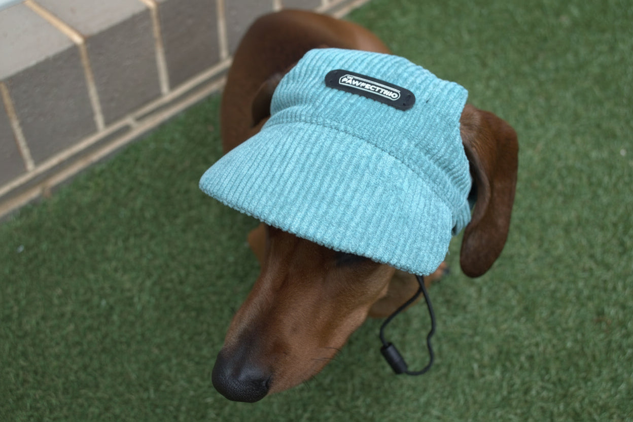 Dog hat from The Pawfect Trio pet accessories, featuring Louie wearing a stylish teal hat for dogs.