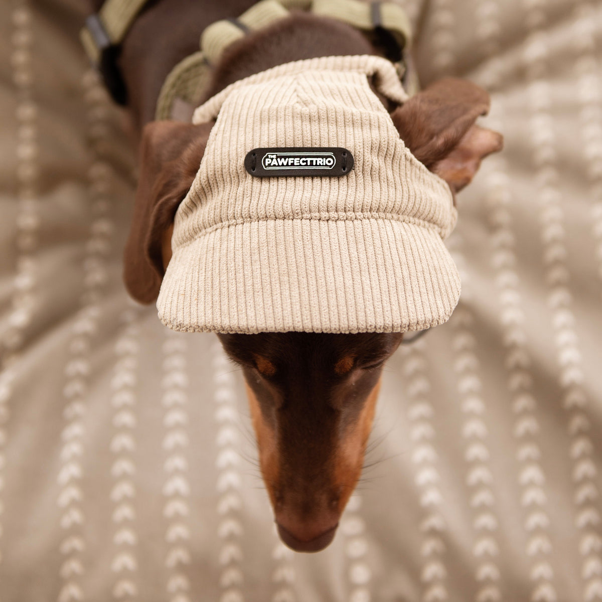 Dog wearing a cute pet accessory hat from The Pawfect Trio, featuring colorful patterns and a comfortable fit.
