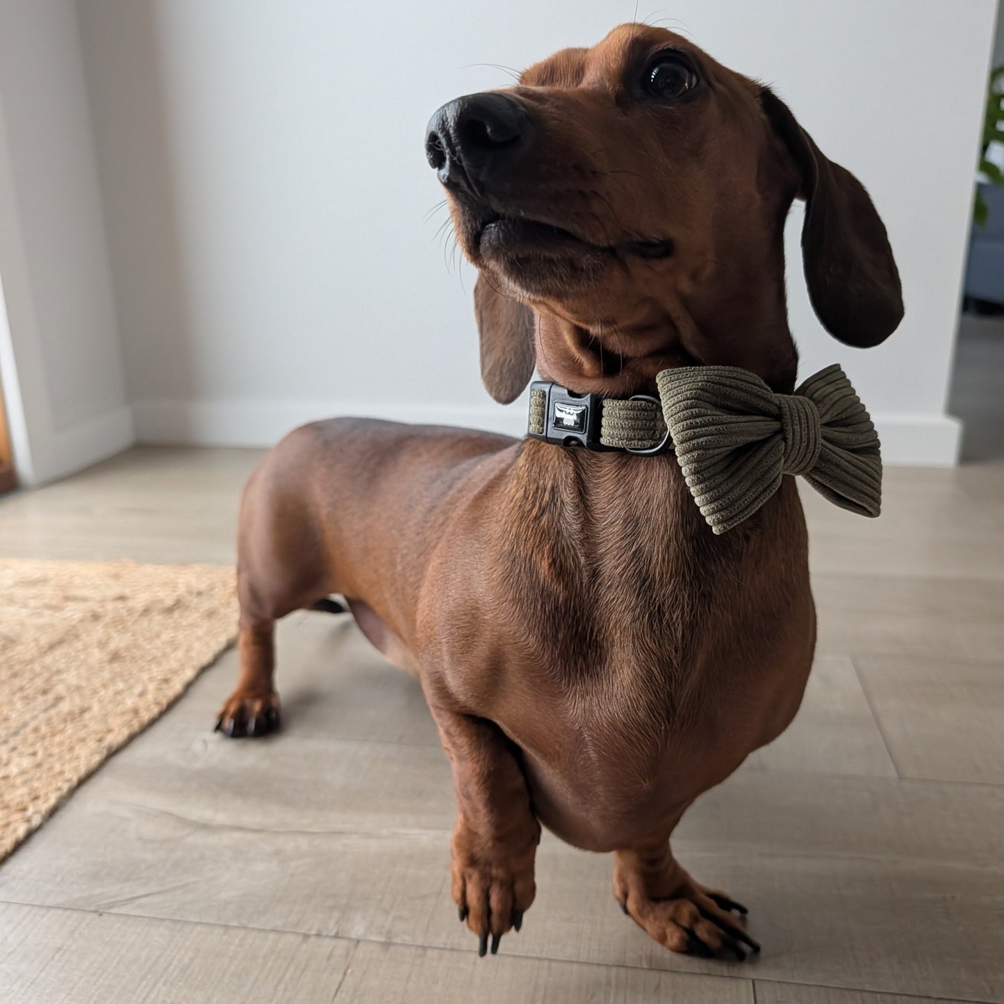 Dog bow tie pet accessory by The Pawfect Trio, featuring a stylish fabric bow tie for dogs, perfect for special occasions.