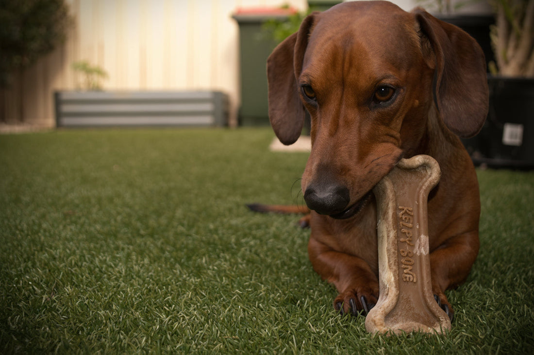 Why My Dogs Were Always Itchy – And What I Did About It Naturally