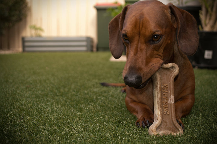 Why My Dogs Were Always Itchy – And What I Did About It Naturally