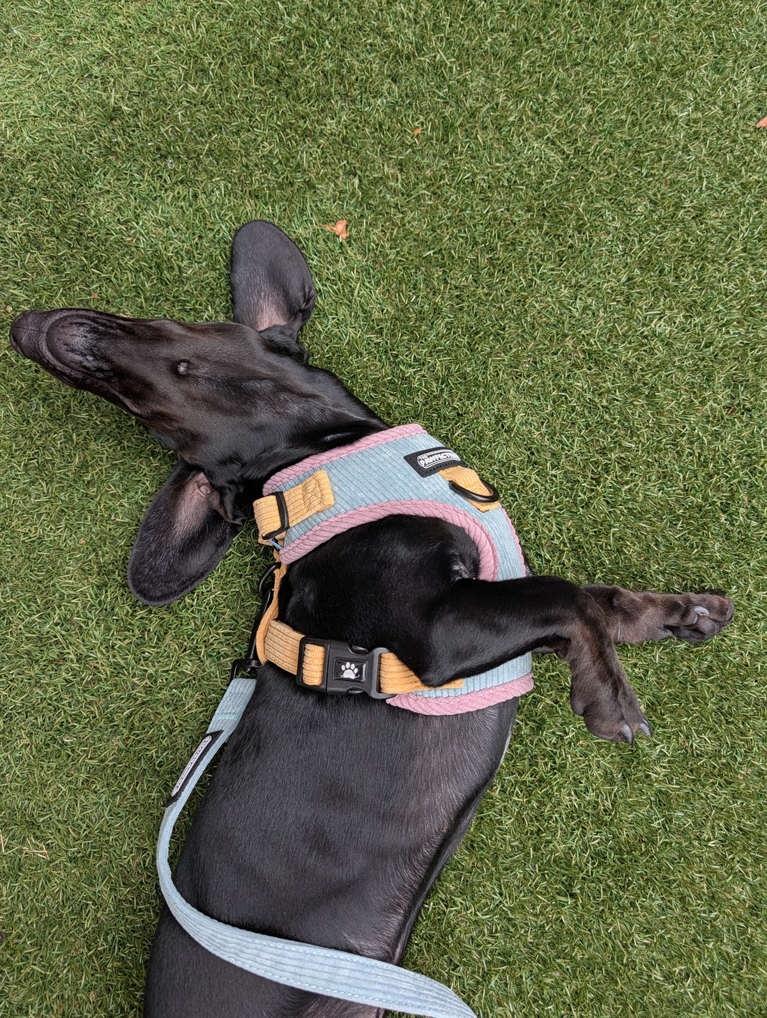 5 Signs Your Dog Might Have Sensitive Skin
