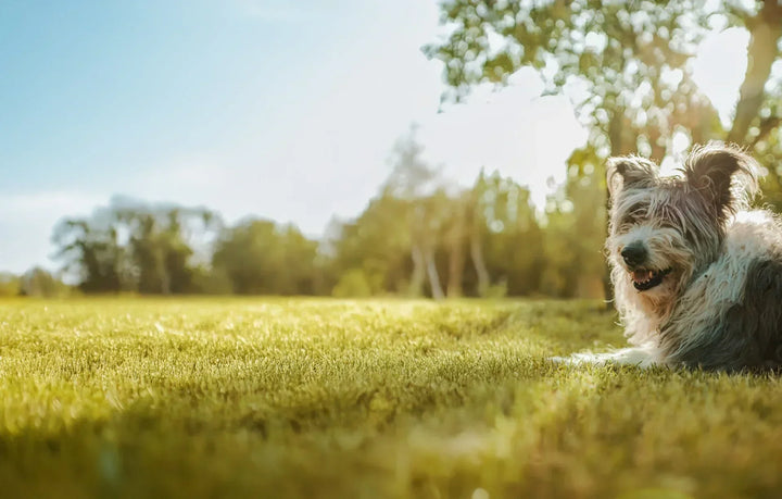 Why Your Dog Licks Their Paws (And What It Means)