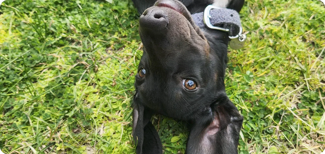 10 Things My Dogs Have Taught Me About Life