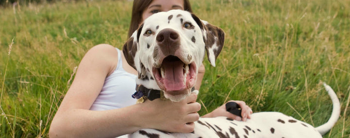 7 Natural Ways to Help Reduce Your Dog’s Itching