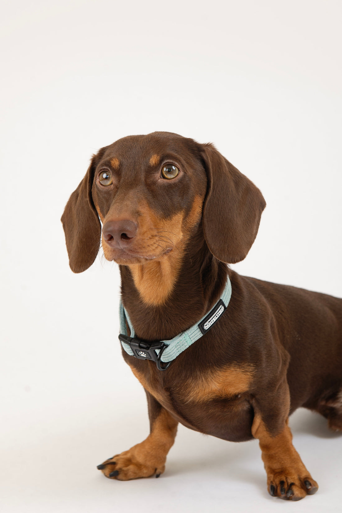 The Pawfect Trio Fitting Guide