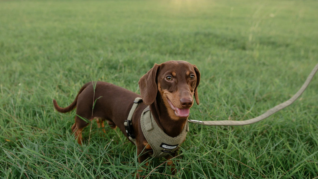 10 Signs Your Dog Is Bored and How to Help