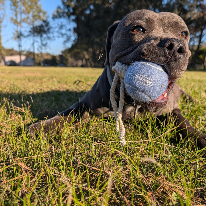 How Enrichment Can Improve Your Dog’s Health