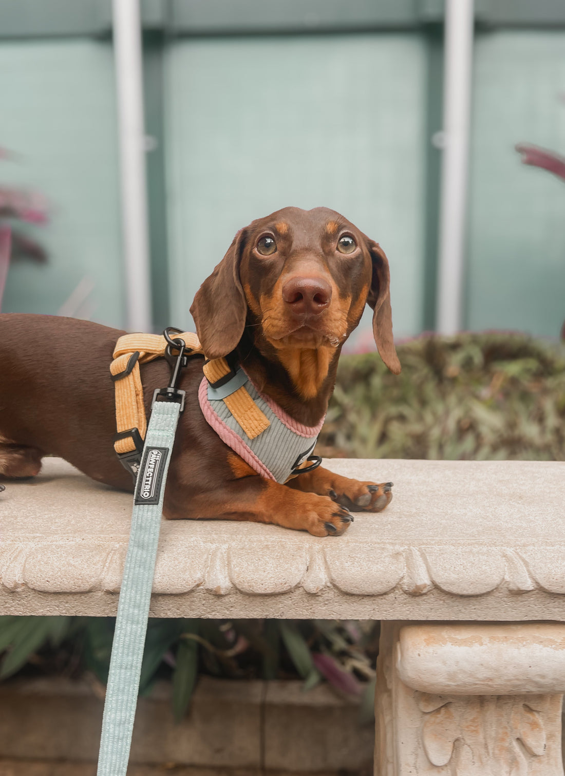 Harness vs Collar Guide