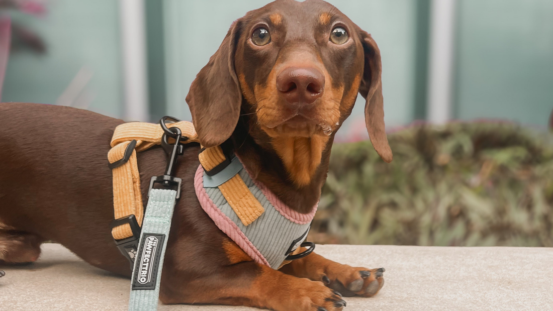 Harness vs Collar Guide