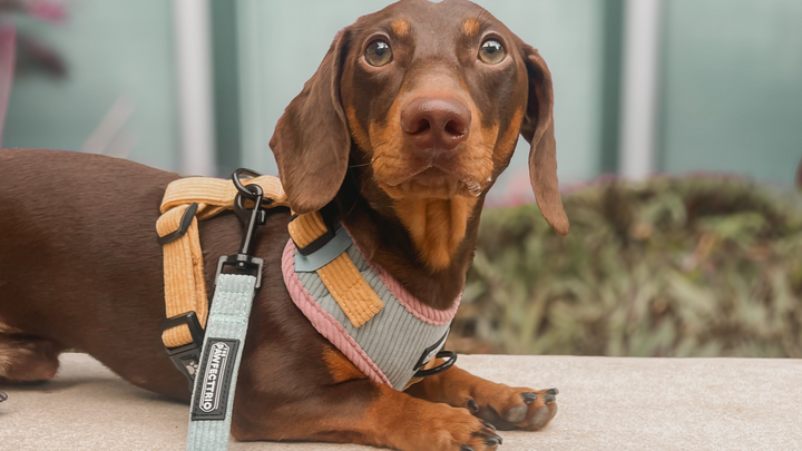 Harness vs Collar Guide