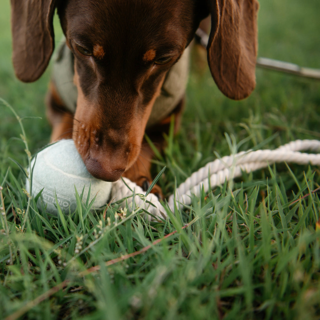 5 Everyday Enrichment Ideas Using Toys You Already Have