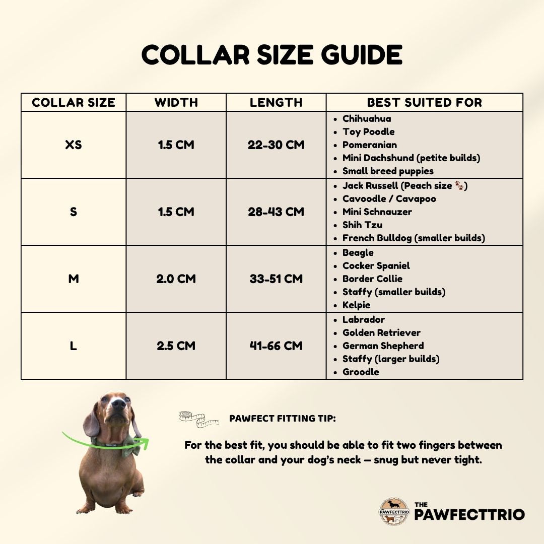 Two dogs wearing corduroy walking bundles from The Pawfect Trio, showcasing stylish and cozy dog accessories.