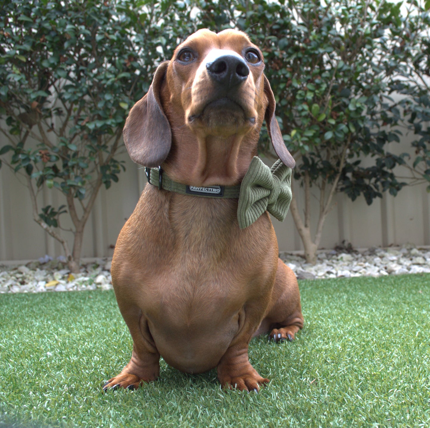 Dapper Dog Bundle - The Pawfect Trio