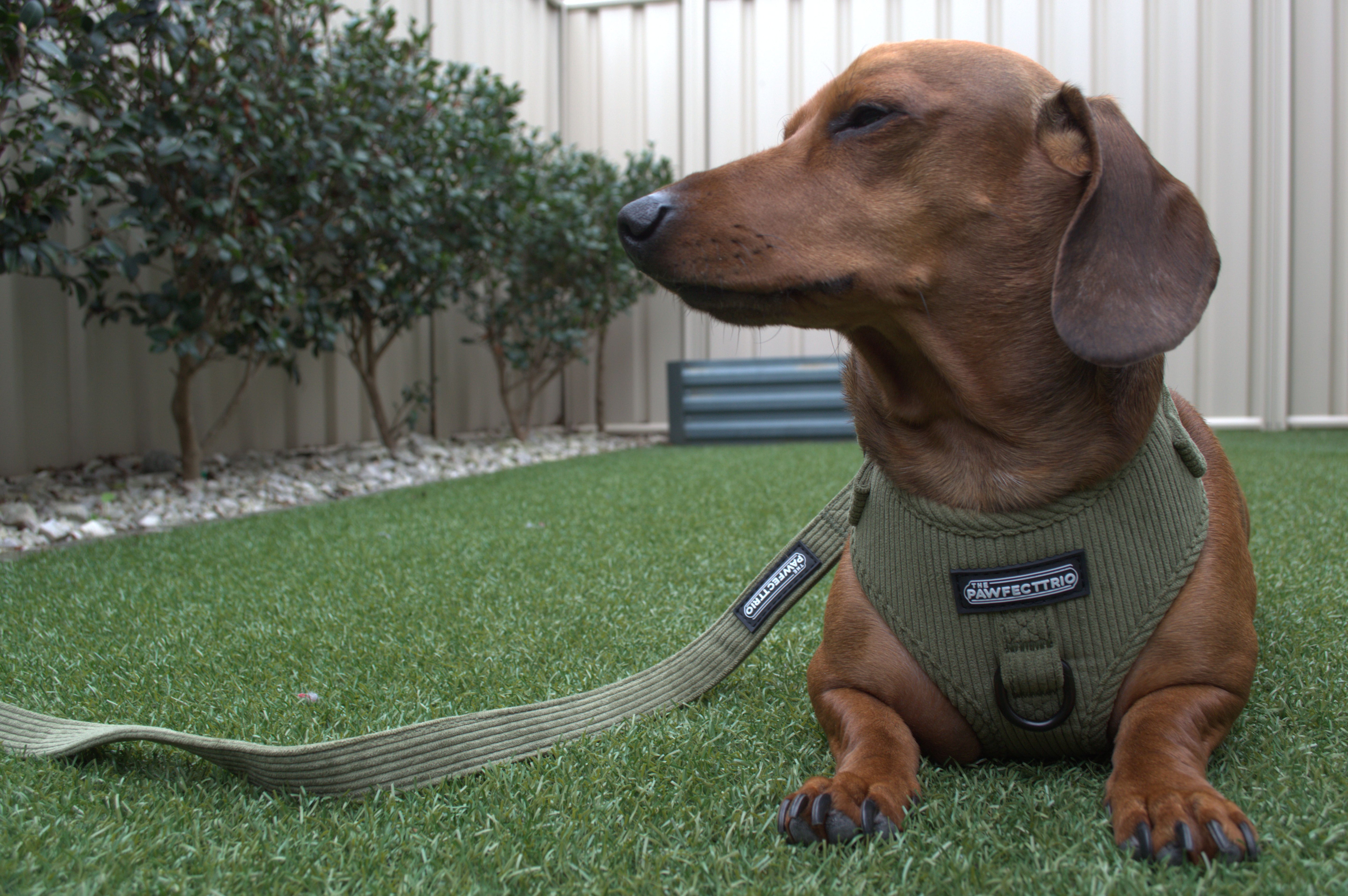 Pawfect Dog Bundle - The Pawfect Trio