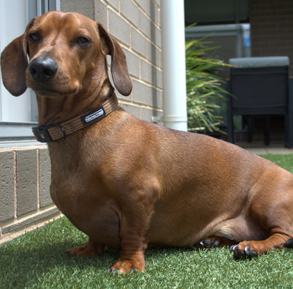 Corduroy Dog Collar - The Pawfect Trio