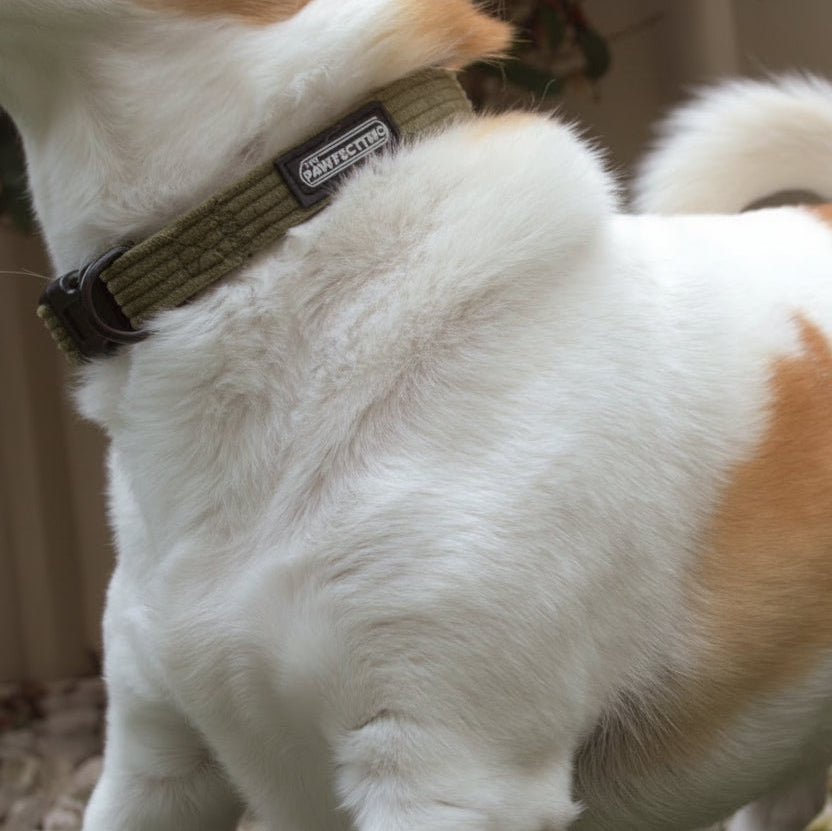 Corduroy Dog Collar - The Pawfect Trio