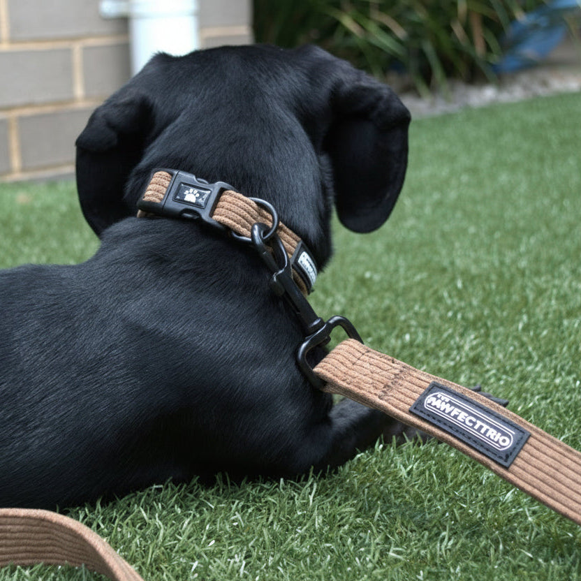 Corduroy Dog Collar - The Pawfect Trio