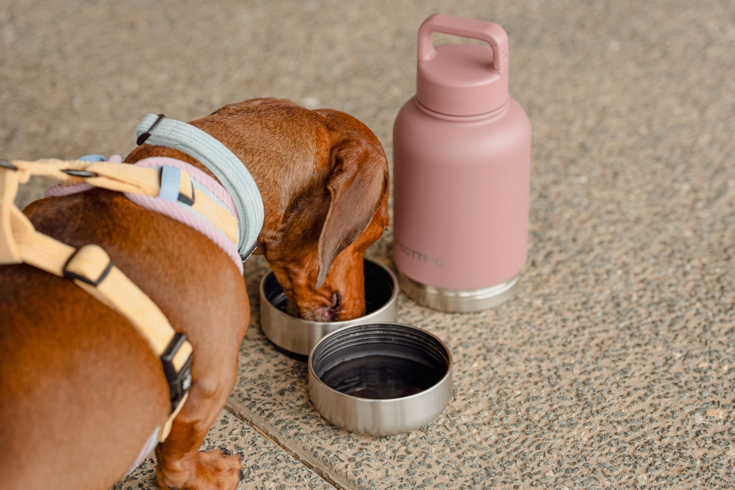 Pawfect Adventure Bottle