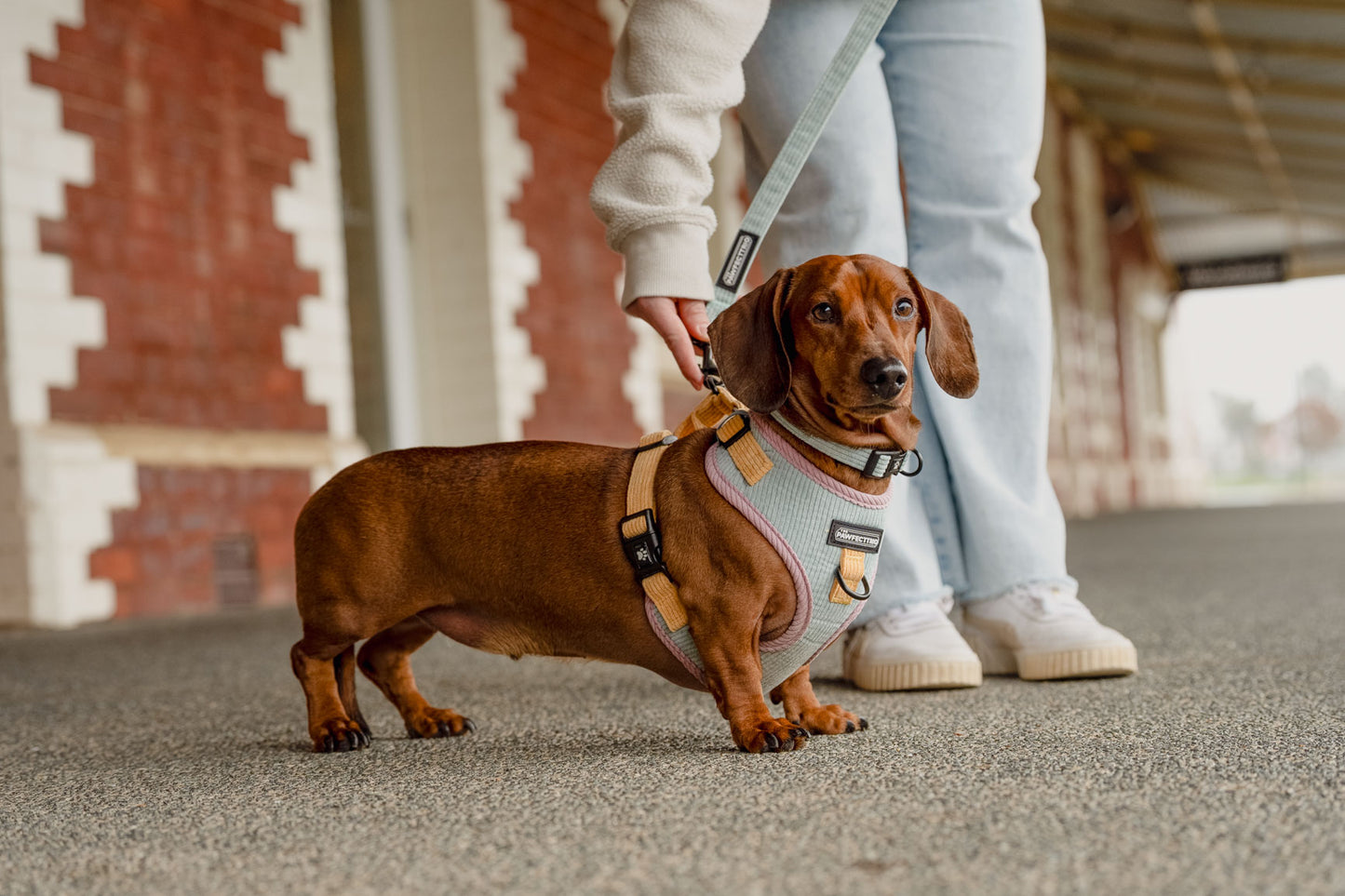 Corduroy Dog Harness