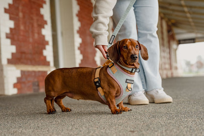 Corduroy Dog Harness