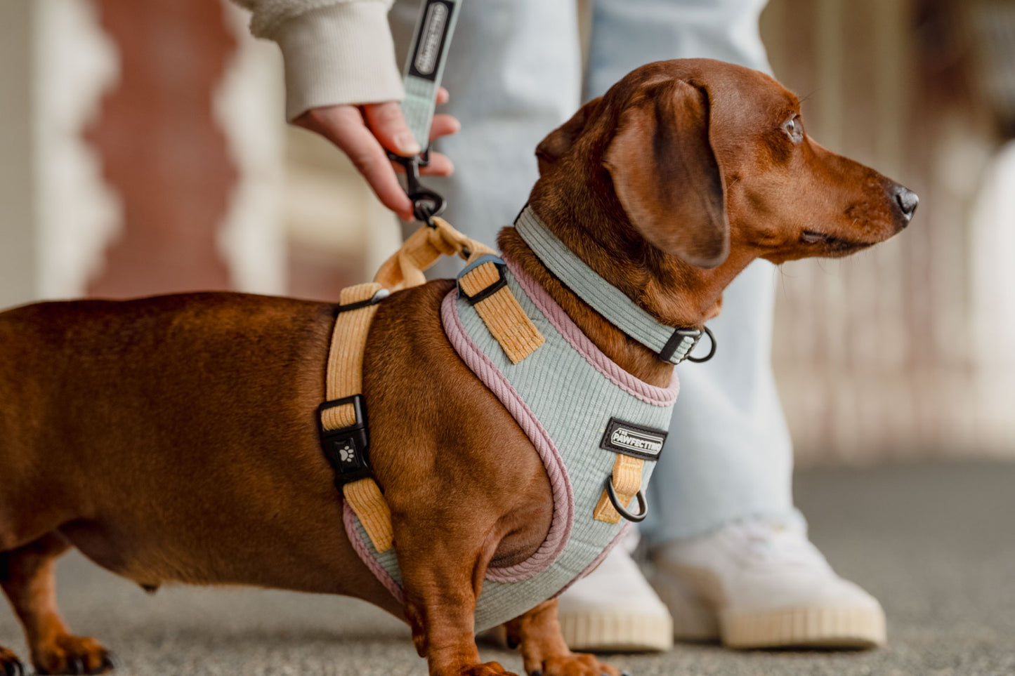 Corduroy Dog Collar