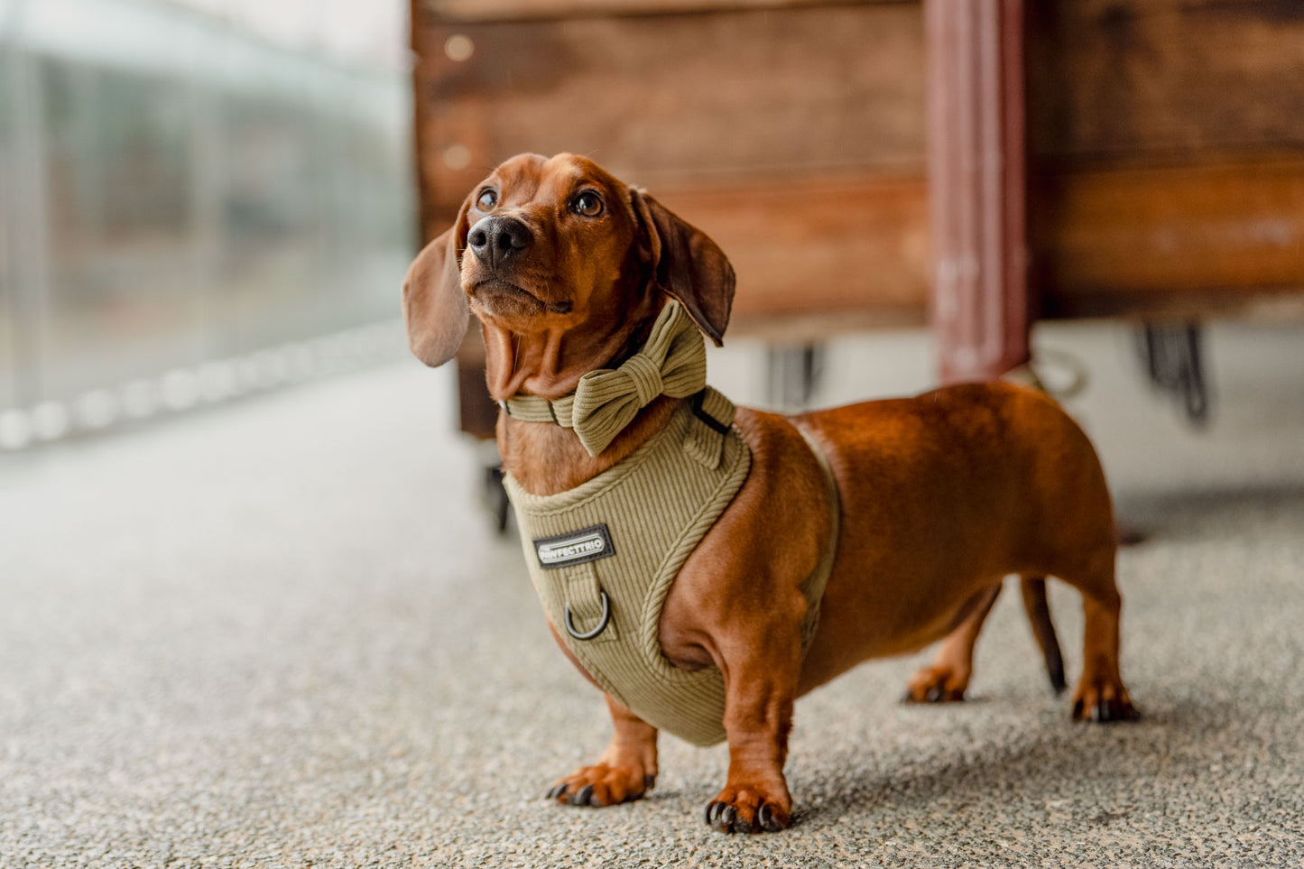 Corduroy Dog Harness