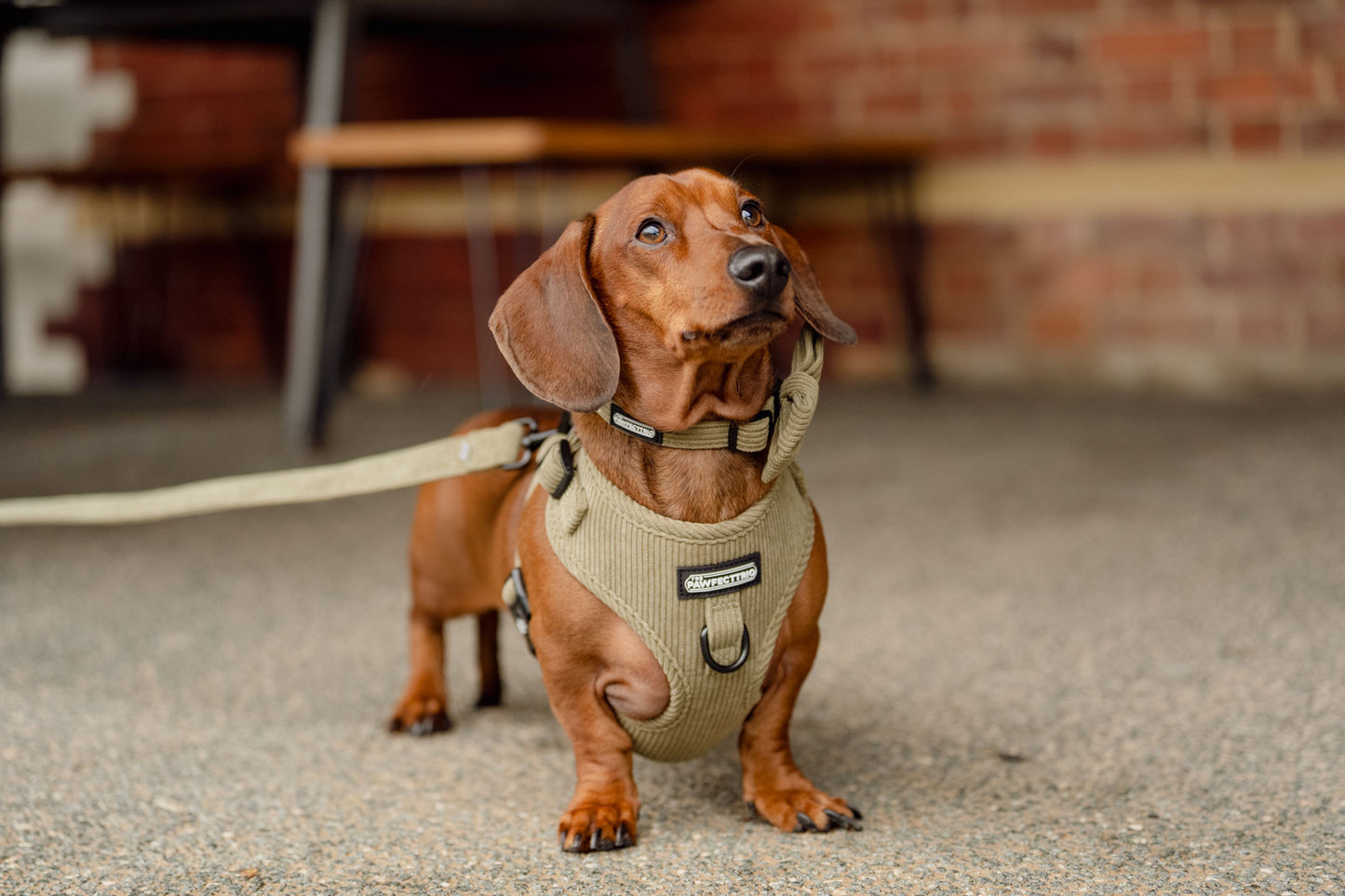 Corduroy Dog Harness