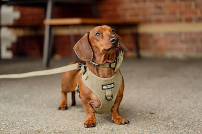 Corduroy Dog Harness