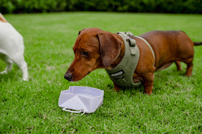 Foldable Dog Travel Bowl