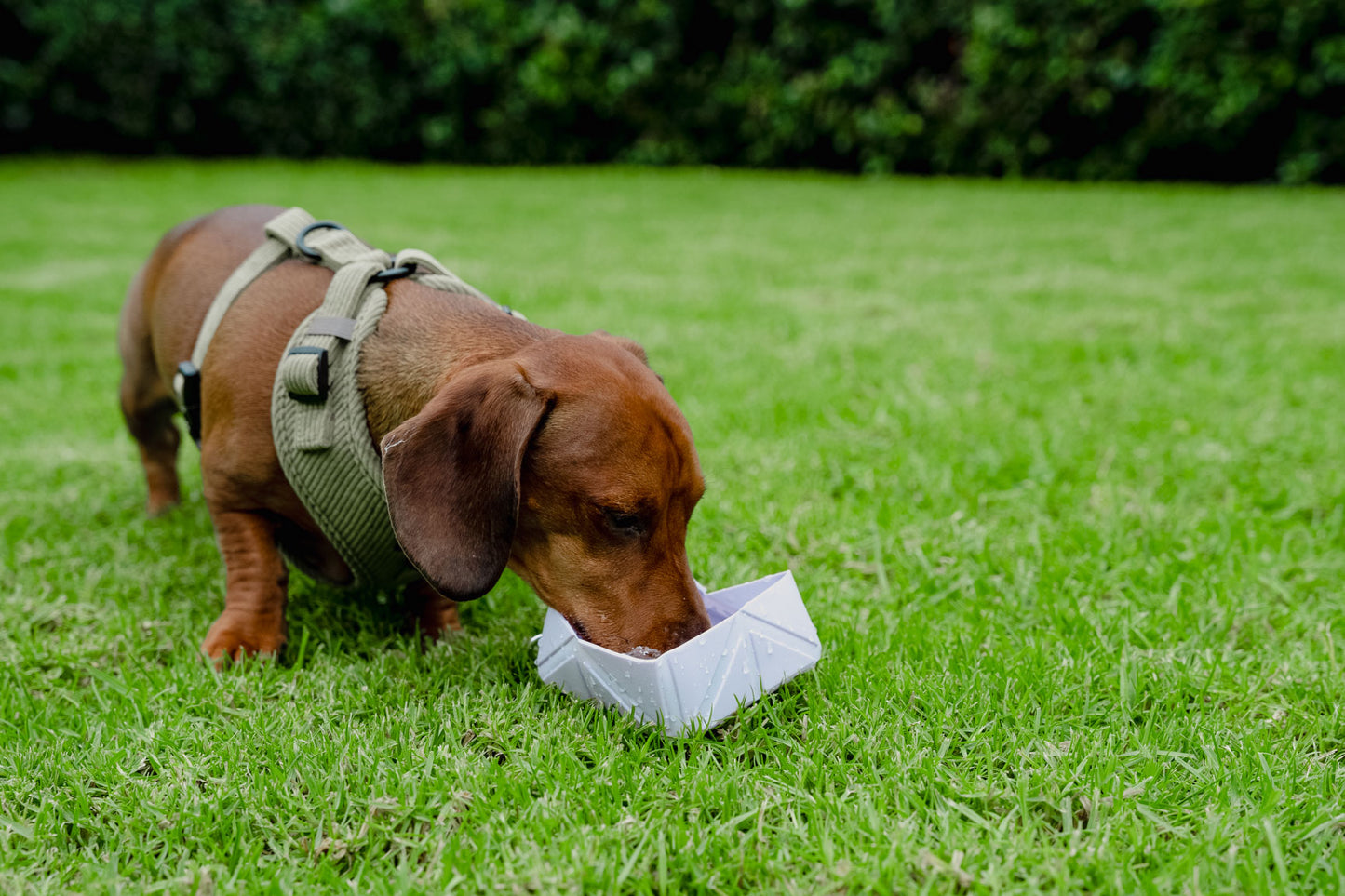 Foldable Dog Travel Bowl