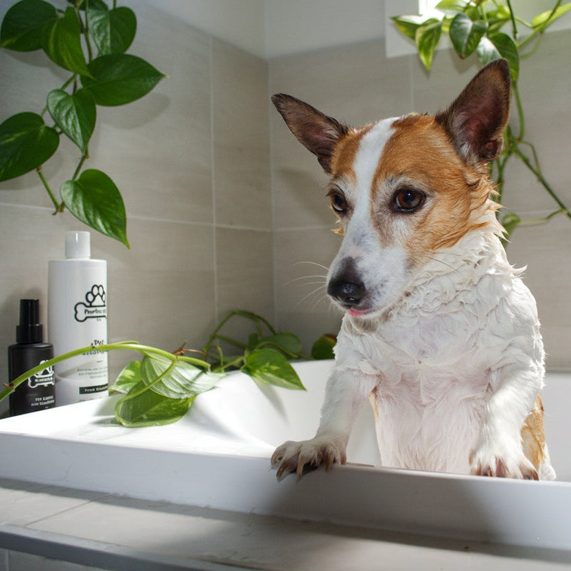 Pawfect Pets & Co dog conditioning spray in a spray bottle, used for pet wash and coat conditioning, with a peachy bath background.
