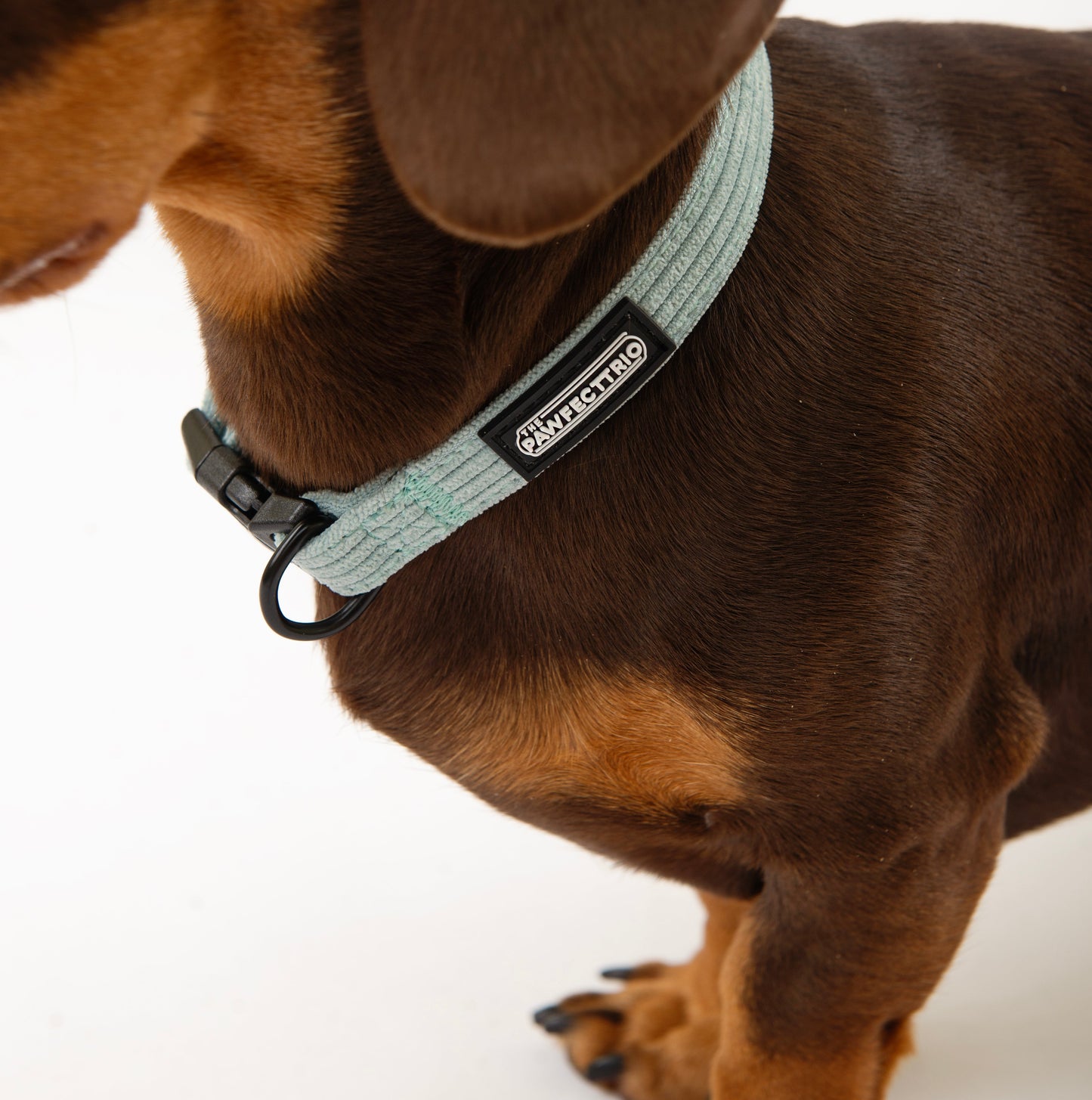 Candy-colored corduroy dog collar from The Pawfect Trio with adjustable strap and metal buckle for pet accessories.