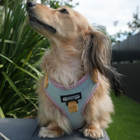 Corduroy dog harness from The Pawfect Trio, pet accessory with adjustable straps and soft fabric for comfortable dog walks.