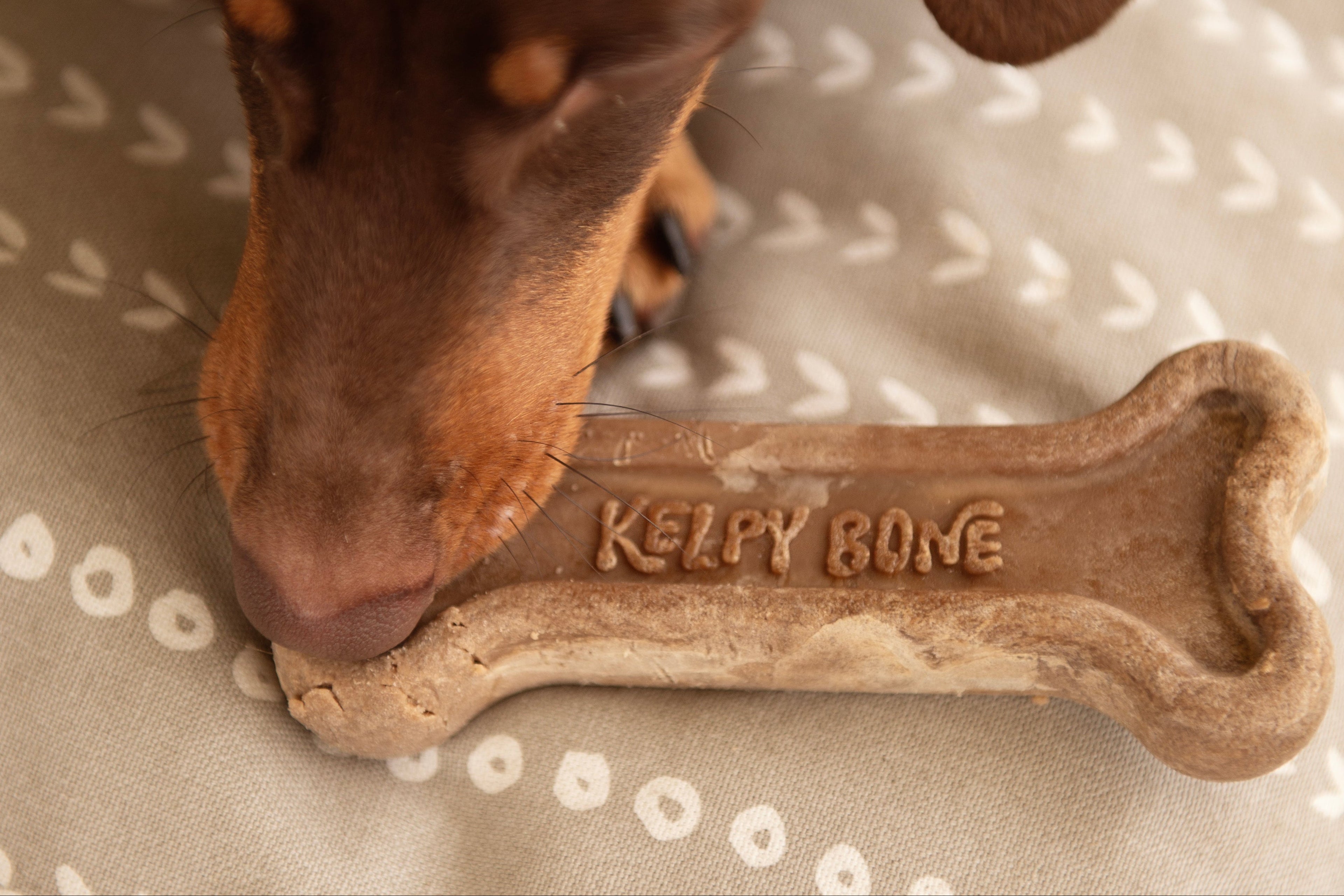 Kelpy Bone dog toy with textured rubber surface and colorful design, suitable for chewing and play.