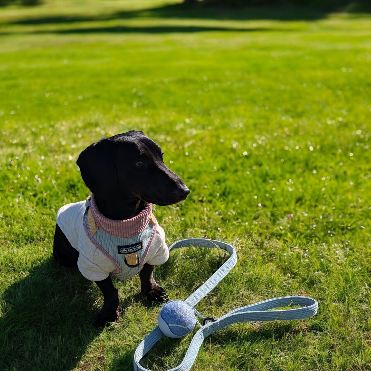 Squeaky Tennis Ball + Holder Set