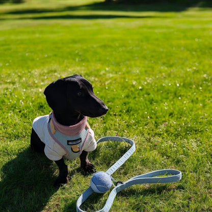 Squeaky Tennis Ball + Holder Set