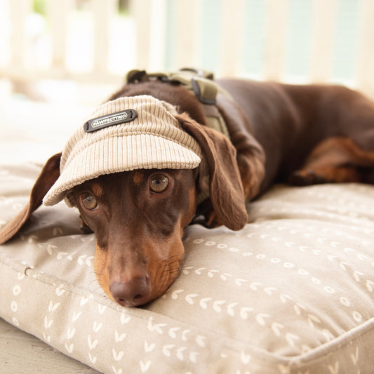 Dog wearing a cute pet accessory hat from The Pawfect Trio, featuring a colorful design and comfortable fit.