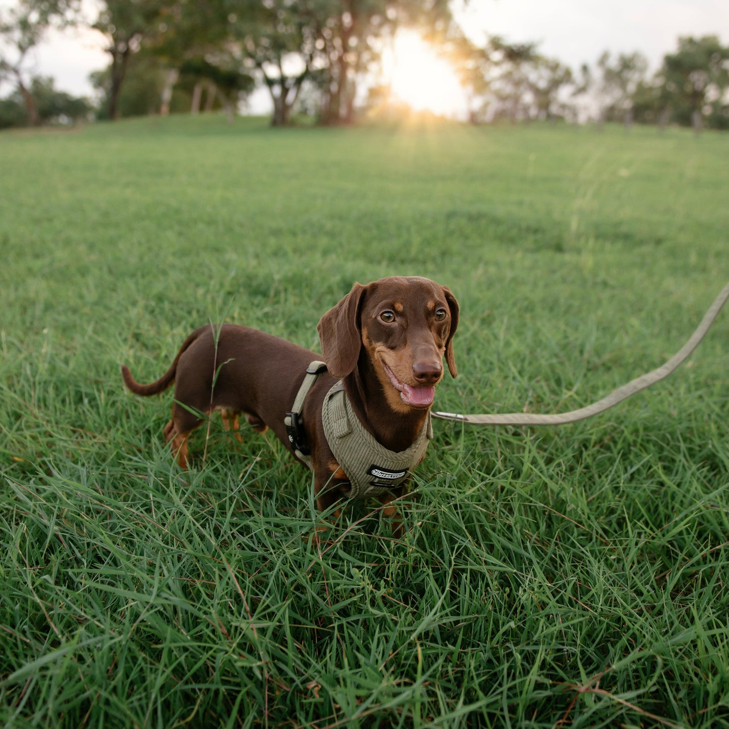 Corduroy Dog Harness - The Pawfect Trio