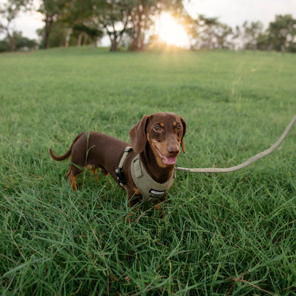Corduroy Dog Harness - The Pawfect Trio