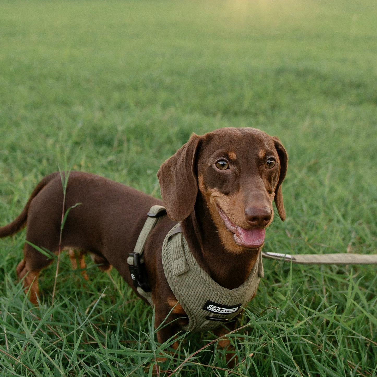 Dog bundle from The Pawfect Trio featuring the Everyday Walk Set with leash, collar, and harness for dogs.