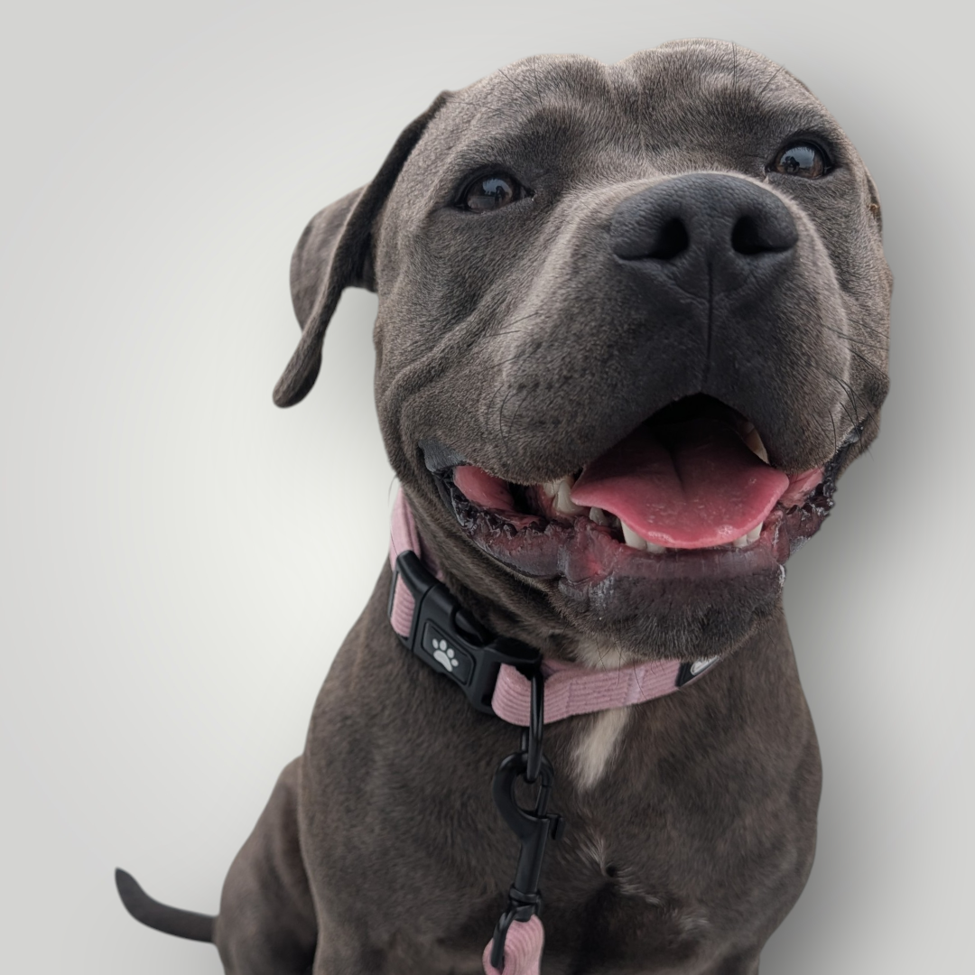 Candy-colored corduroy dog collar from The Pawfect Trio with a stylish, soft fabric design for pet accessories.