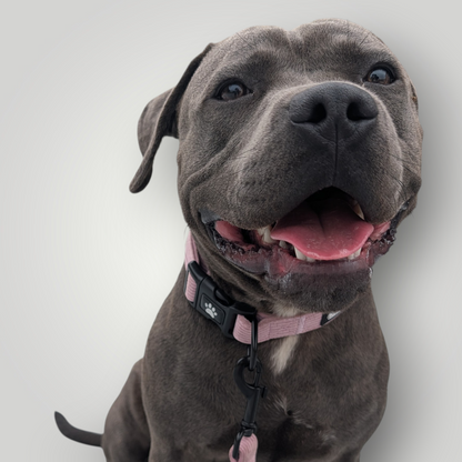 Candy-colored corduroy dog collar from The Pawfect Trio with a stylish, soft fabric design for pet accessories.