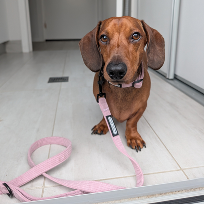 The Walk Duo pet accessories by The Pawfect Trio, featuring stylish leashes and collars for dogs, displayed on a neutral background.