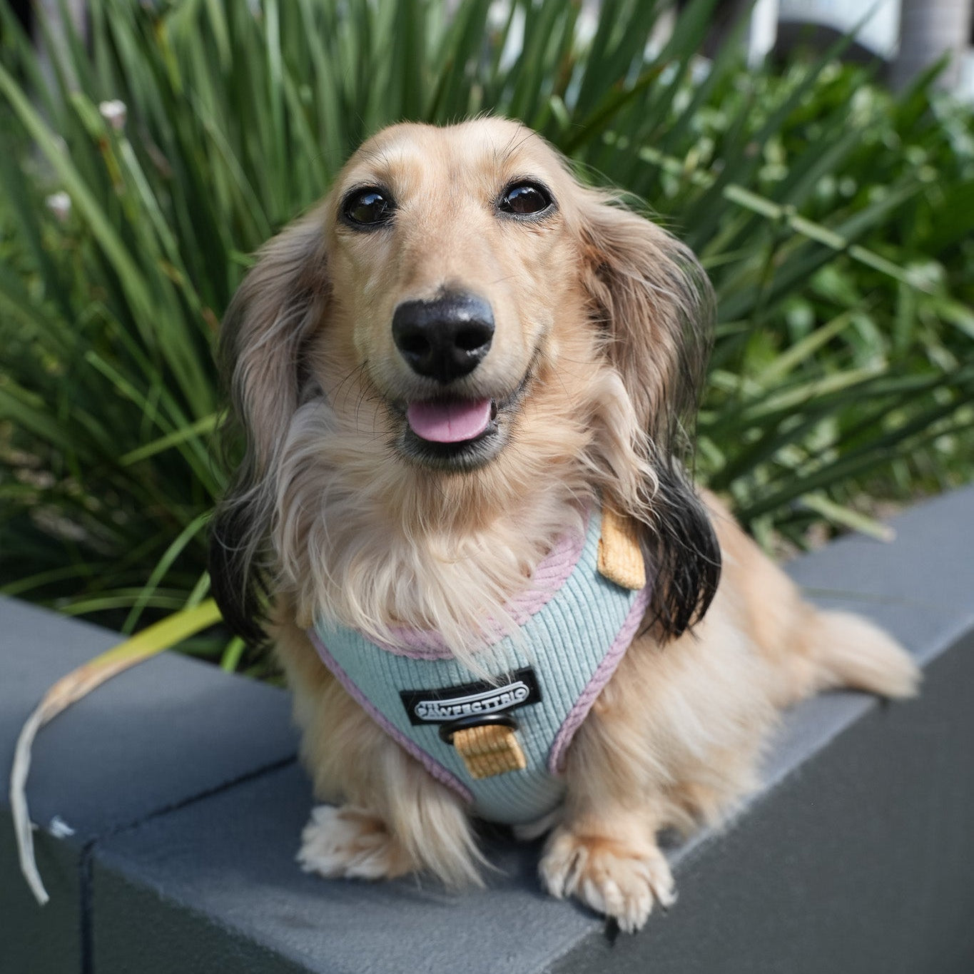 Candy-colored corduroy dog harness from The Pawfect Trio, featuring adjustable straps and a secure buckle for pet comfort.