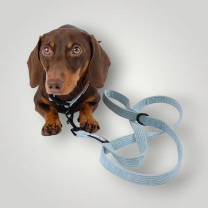 The Walk Duo pet accessories by The Pawfect Trio, featuring two matching collars and leashes for small dogs or cats.