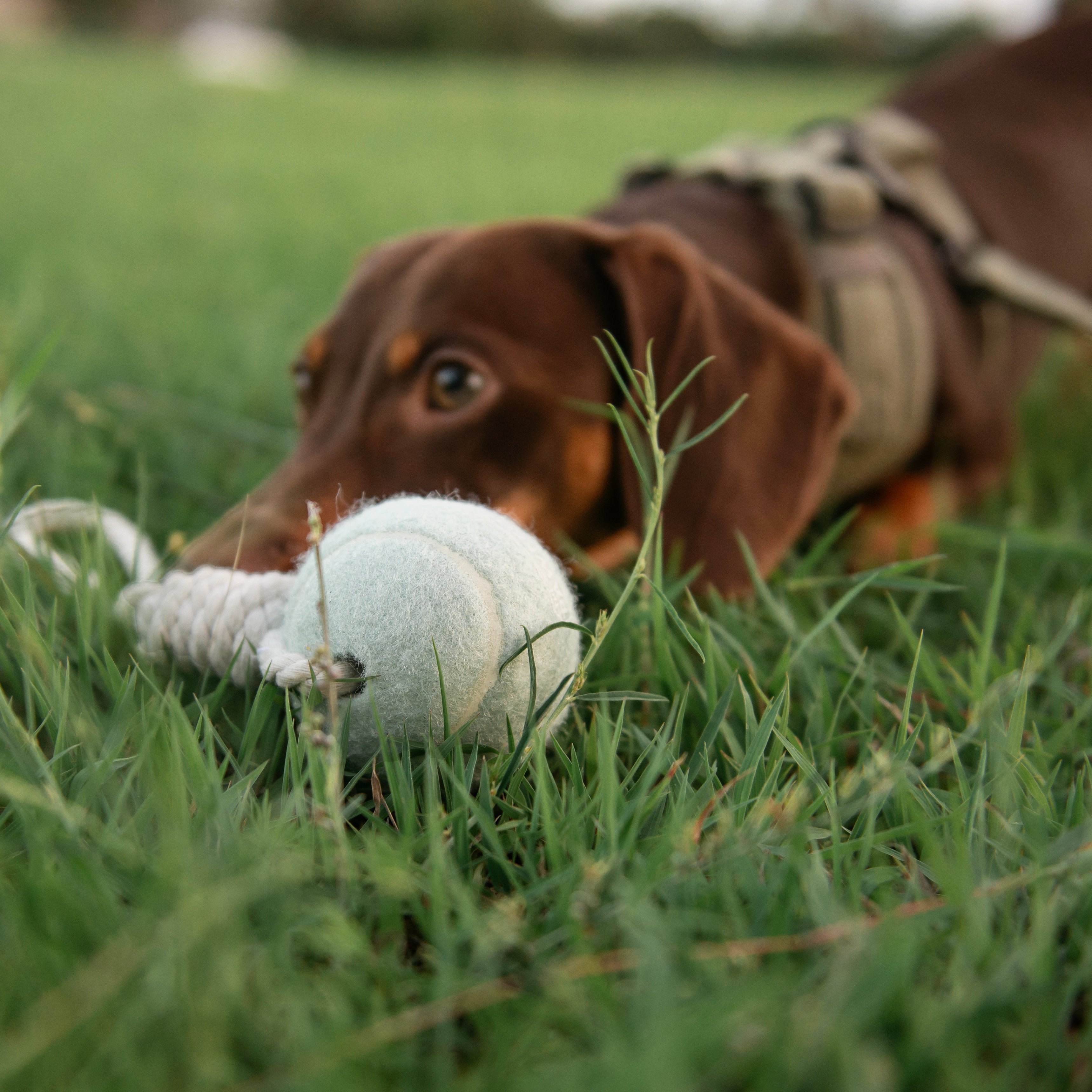 The Pawfect Trio tennis ball rope pet toy with a colorful woven rope and a tennis ball for dogs to chew and play.