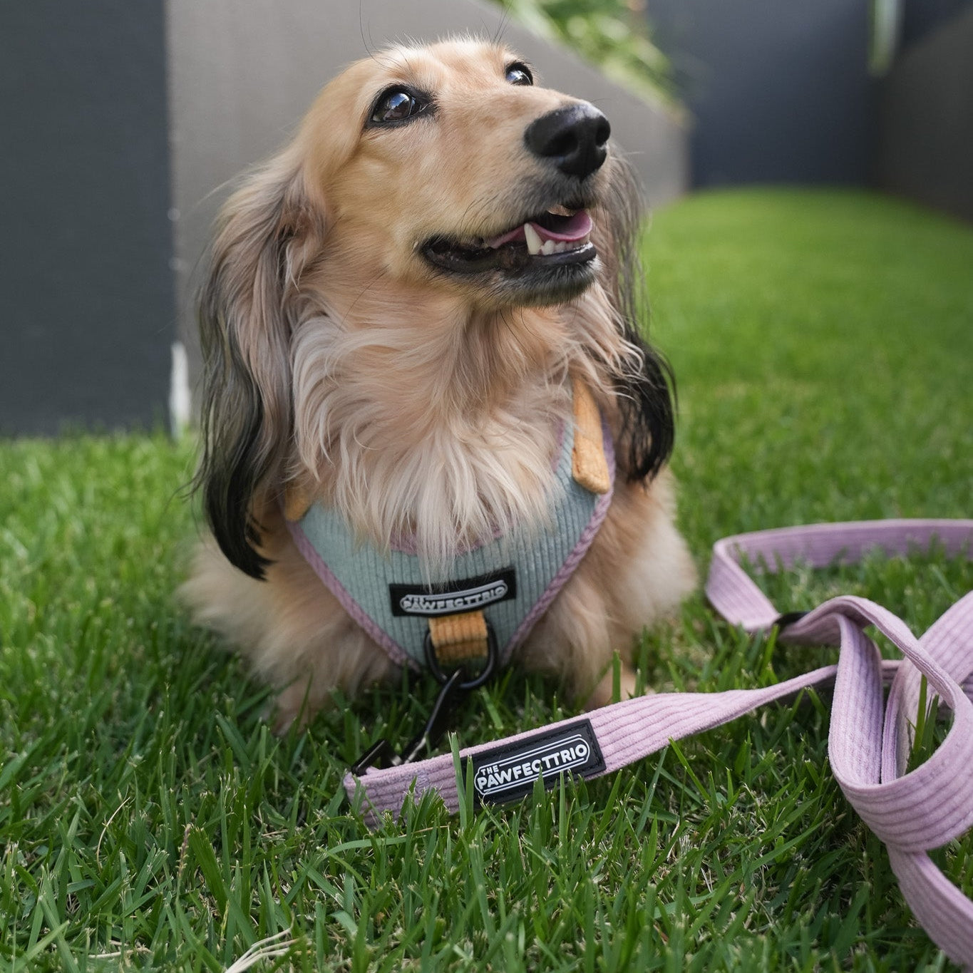 Candy Corduroy Dog Leash from The Pawfect Trio, featuring a colorful corduroy fabric and sturdy clasp for pet walking accessories.
