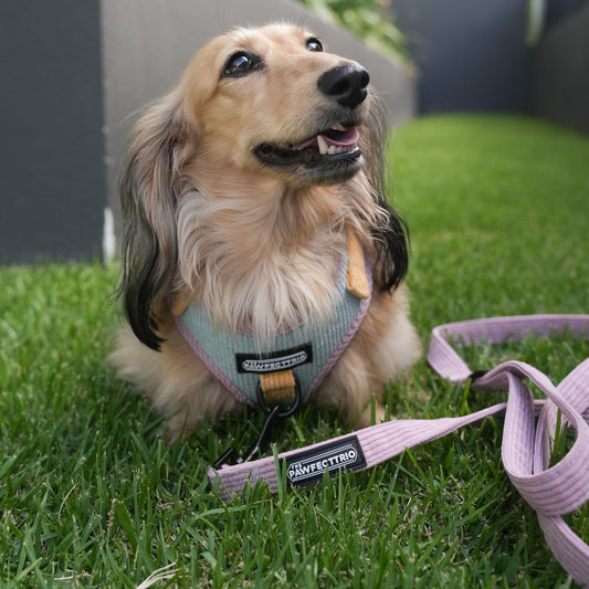 Candy Corduroy Dog Leash from The Pawfect Trio, featuring a colorful corduroy fabric and sturdy clasp for pet walking accessories.