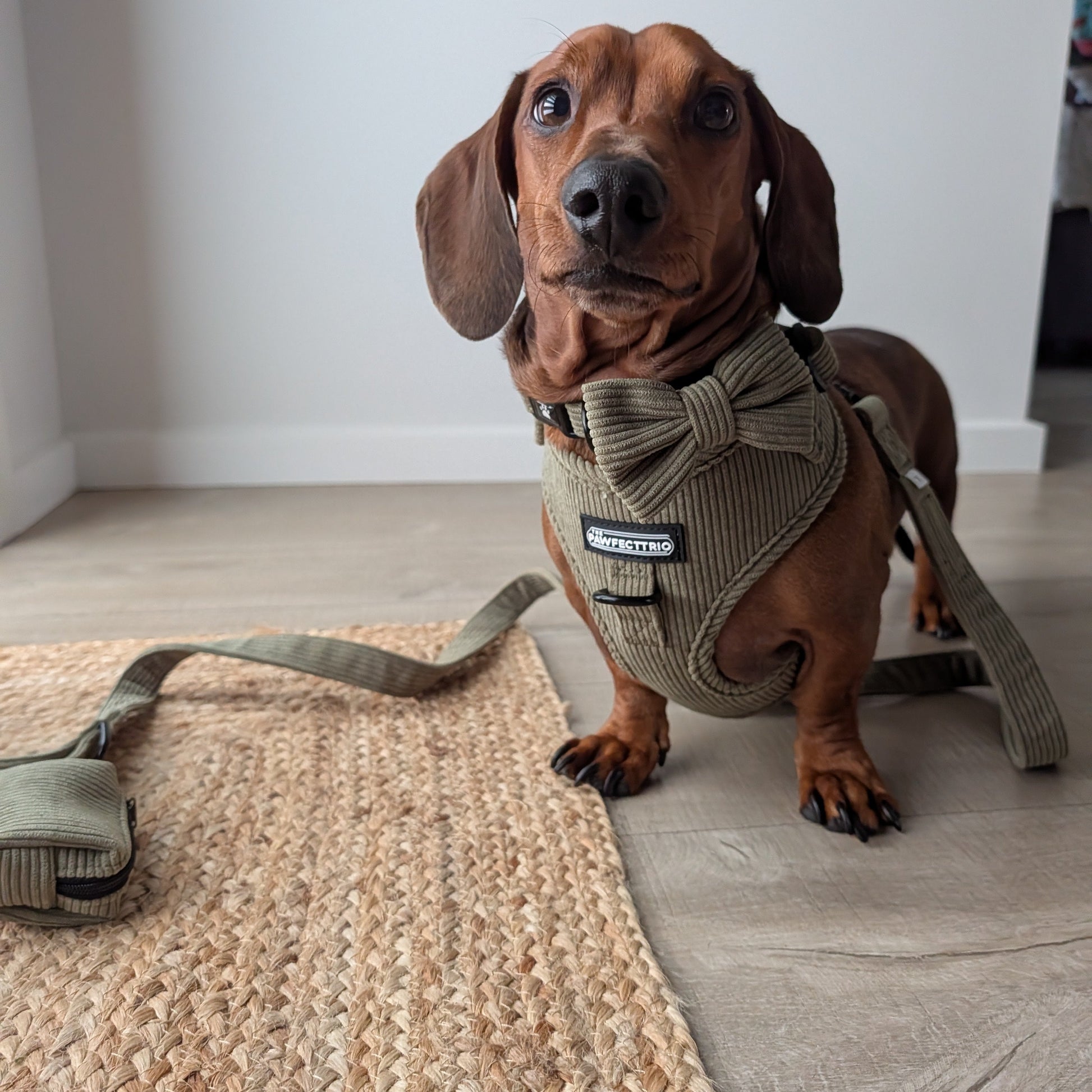 Pet accessories Weekend Walk Set by The Pawfect Trio, featuring a leash and harness on a pet dog.